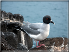 foto Flora e la fauna della Isole Galapagos